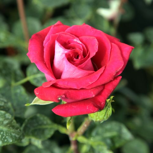 Rosa  Chrysler Imperial - czerwony  - Róże pienne - z kwiatami hybrydowo herbacianymi - korona równomiernie ukształtowana